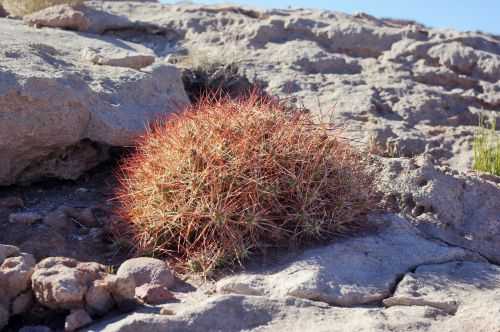 TREKKING NEL DESERTO DI ATACAMA 2015